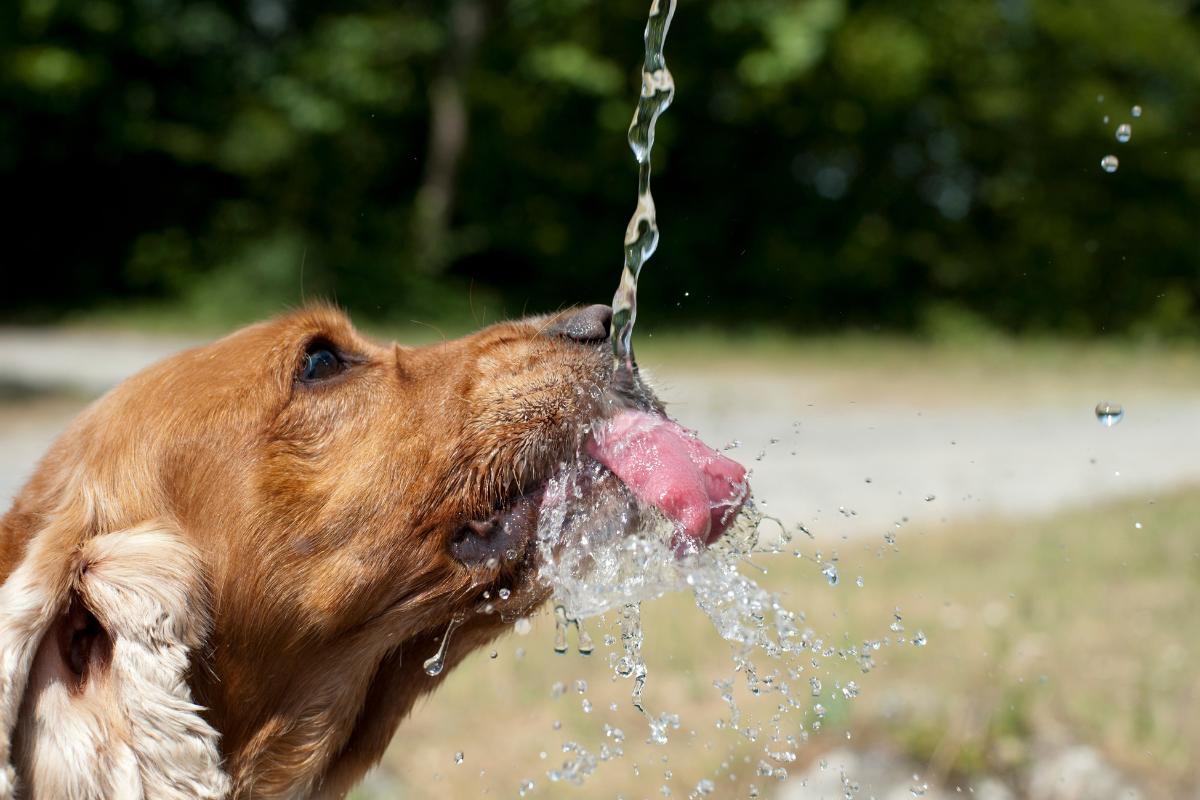Cuidados com cães e gatos no clima seco: Veterinário do CEUB orienta como hidratar pets